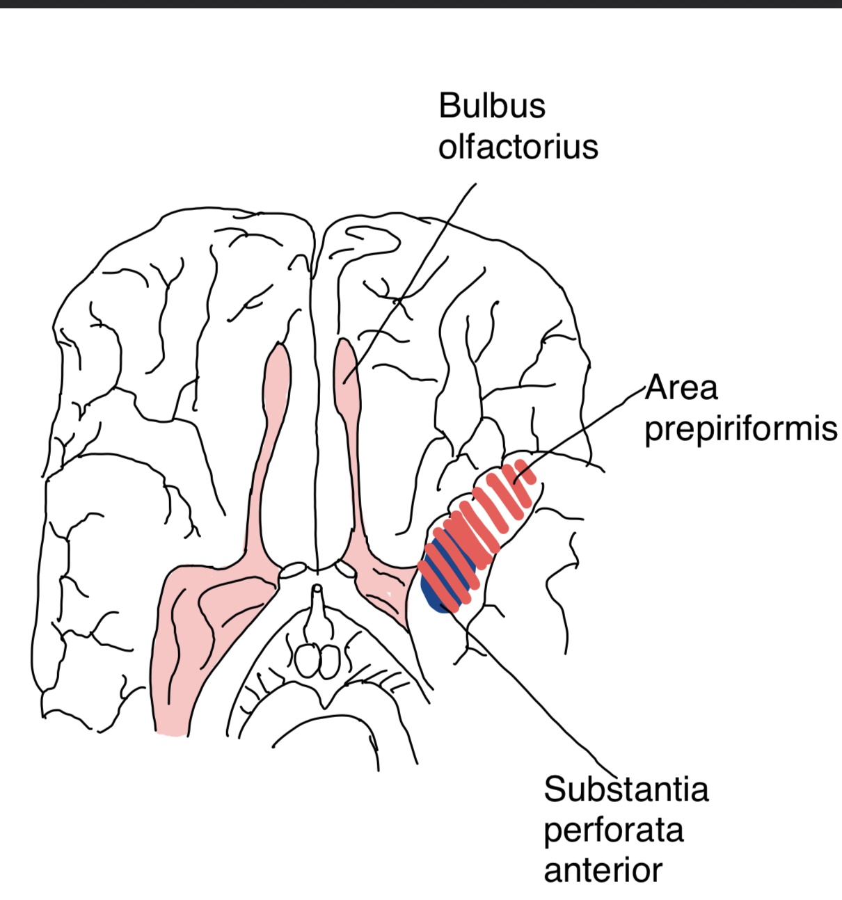 N. olfactorius (I. Hirnnerv) – Bulbus olfactorius, anatomische Zeichnung