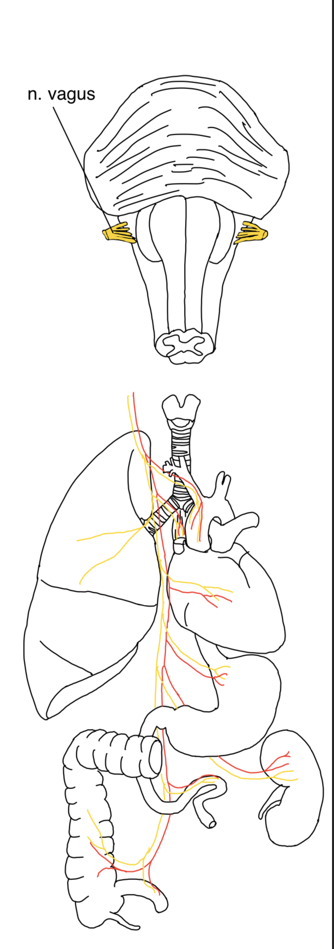 N. vagus (X. Hirnnerv) – anatomische Zeichnung