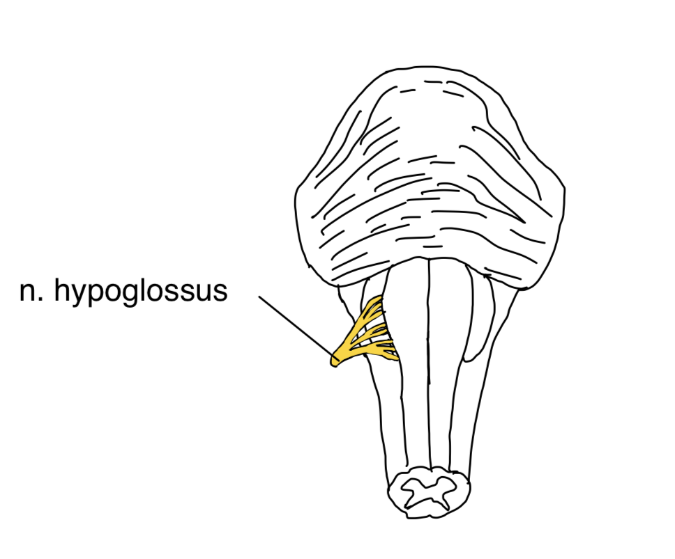 N. hypoglossus (XII. Hirnnerv) – anatomische Zeichnung