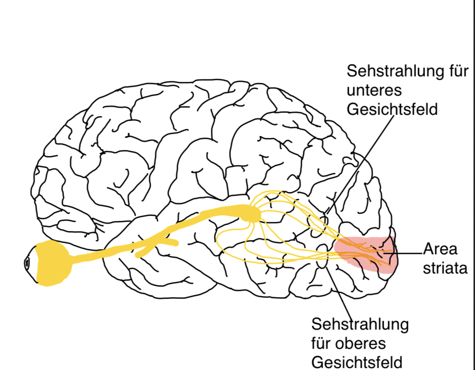 N. opticus (II. Hirnnerv) – Sehnerv, anatomische Zeichnung