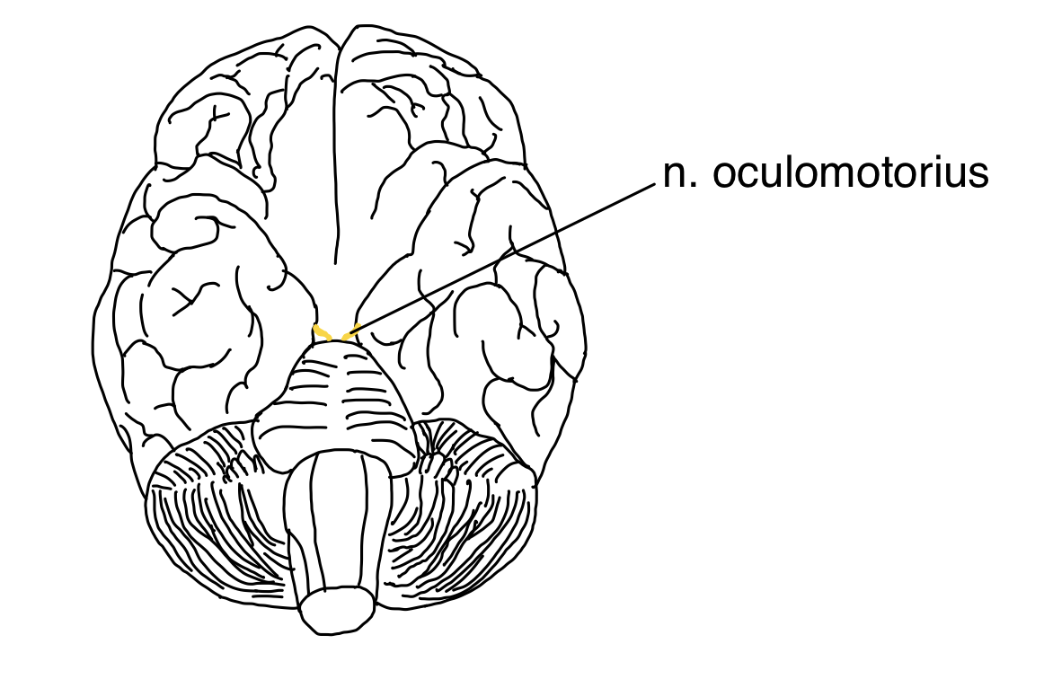 N. oculomotorius (III. Hirnnerv) – anatomische Zeichnung