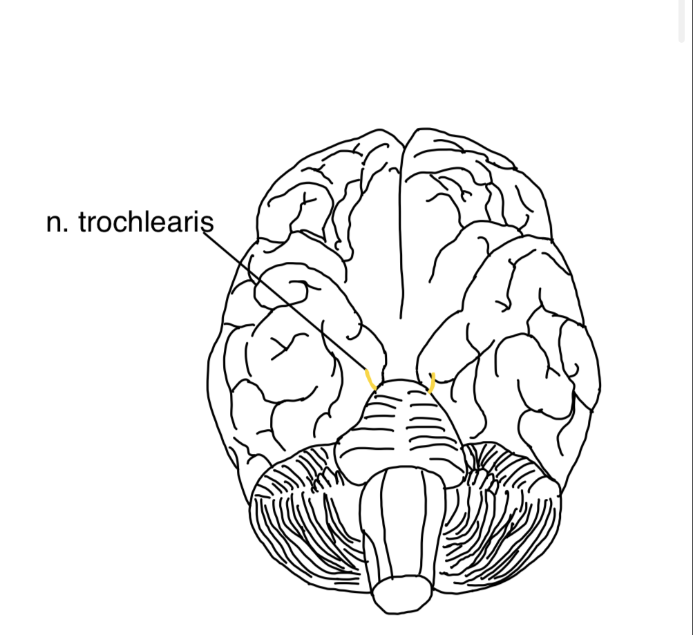 N. trochlearis (IV. Hirnnerv) – anatomische Zeichnung