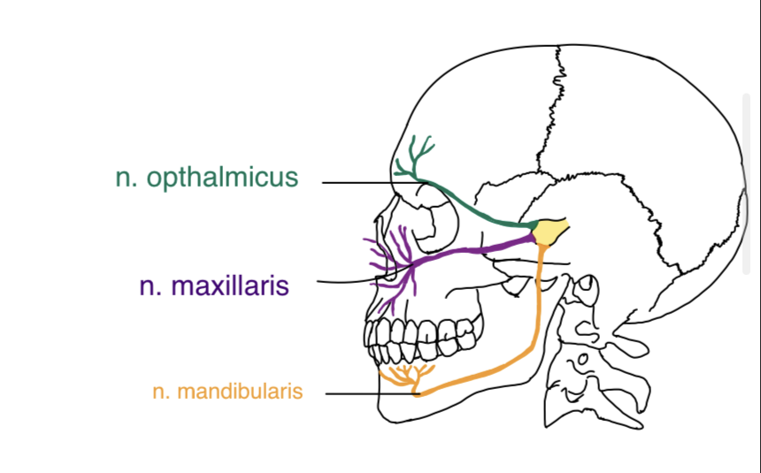 Die drei Äste des N. trigeminus: N. ophthalmicus, N. maxillaris, N. mandibularis am Schädel