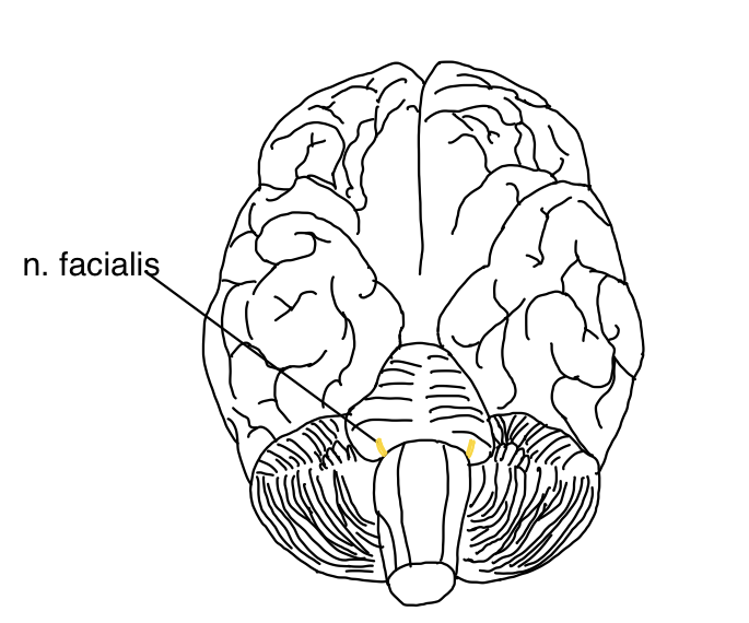 N. facialis (VII. Hirnnerv) – anatomische Zeichnung