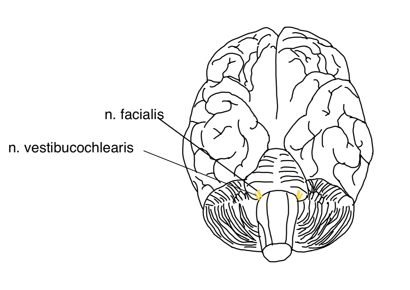 N. vestibulocochlearis (VIII. Hirnnerv) – anatomische Zeichnung
