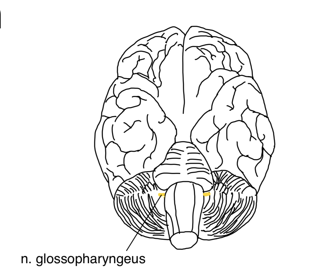 N. glossopharyngeus (IX. Hirnnerv) – anatomische Zeichnung